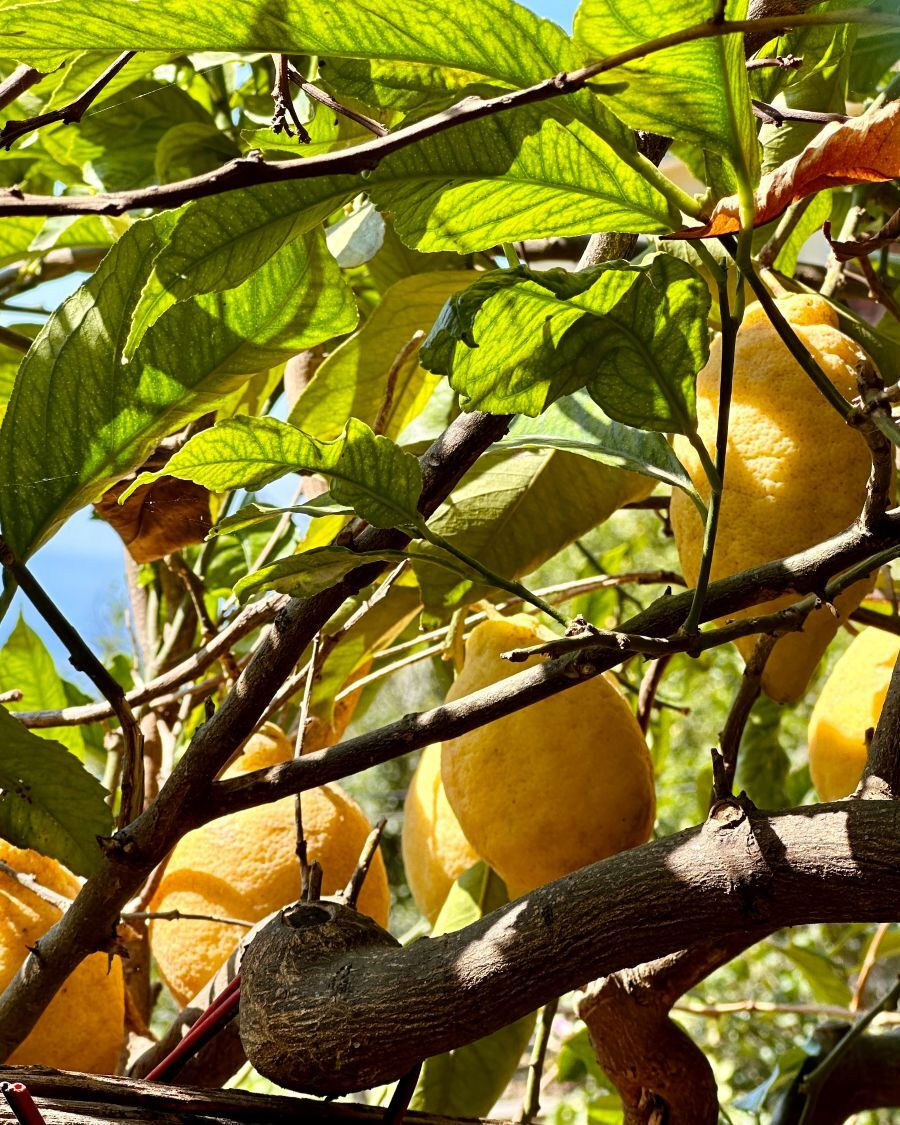 Amalfi Lemons