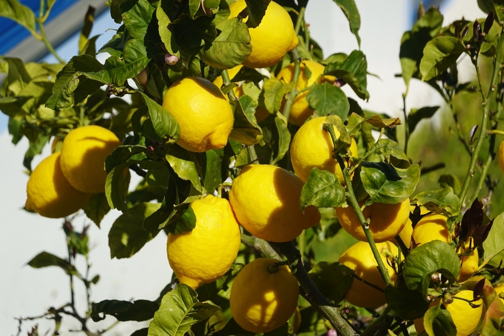 Italian Lemon Grove