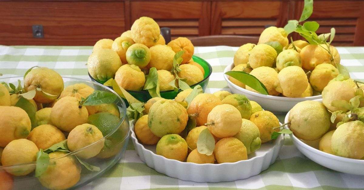 Italian Lemons