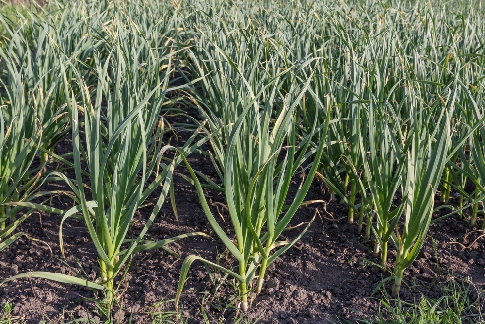 Garlic Healing powers